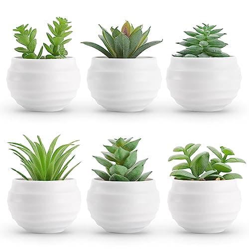 Der Rose 6-Piece Artificial Succulents in White Pots