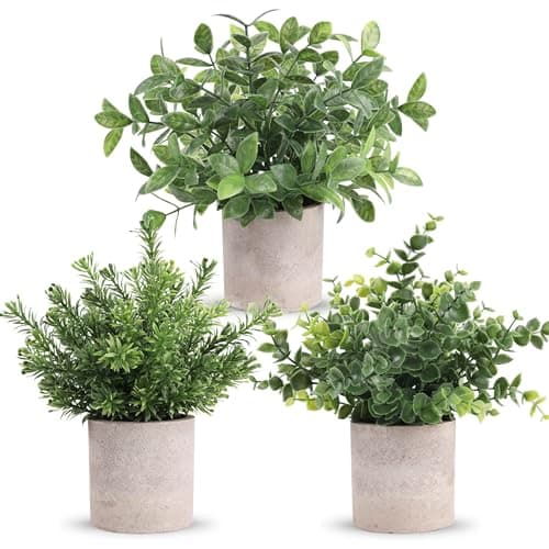 Der Rose ZJ3-1 Mini Eucalyptus Potted Plants 3-Pack