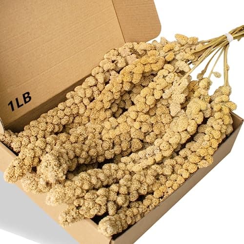 Jmxu's 1LB Spray Millet Bird Treat SP-01